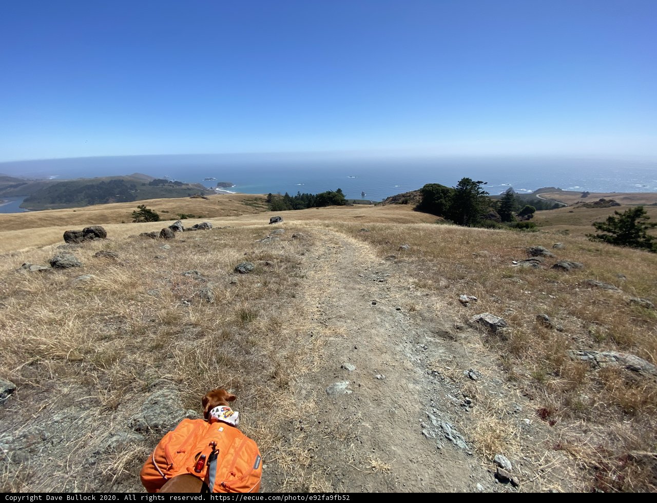 A Scenic Hike with a Furry Companion