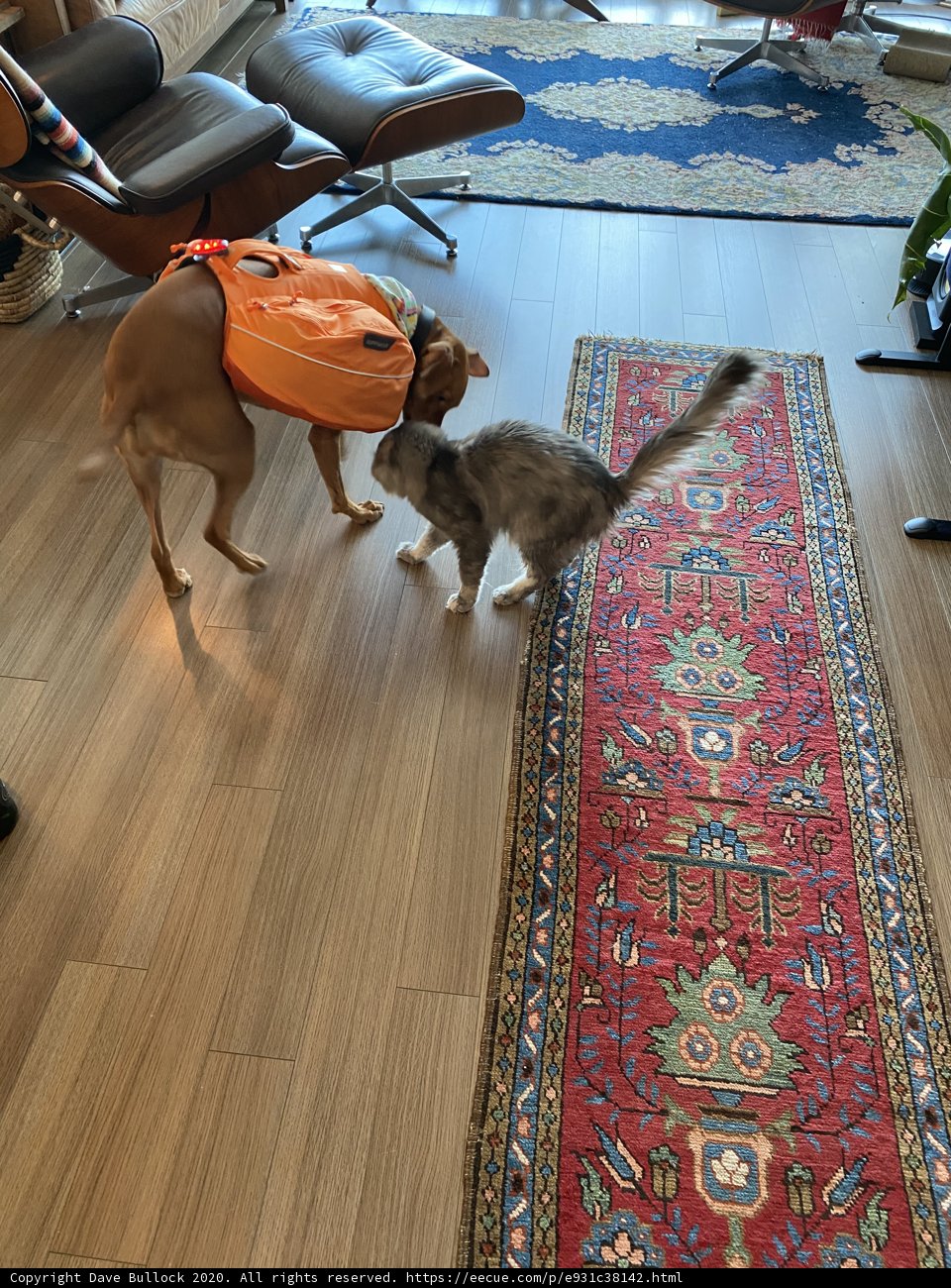 Furry Friends in the Living Room