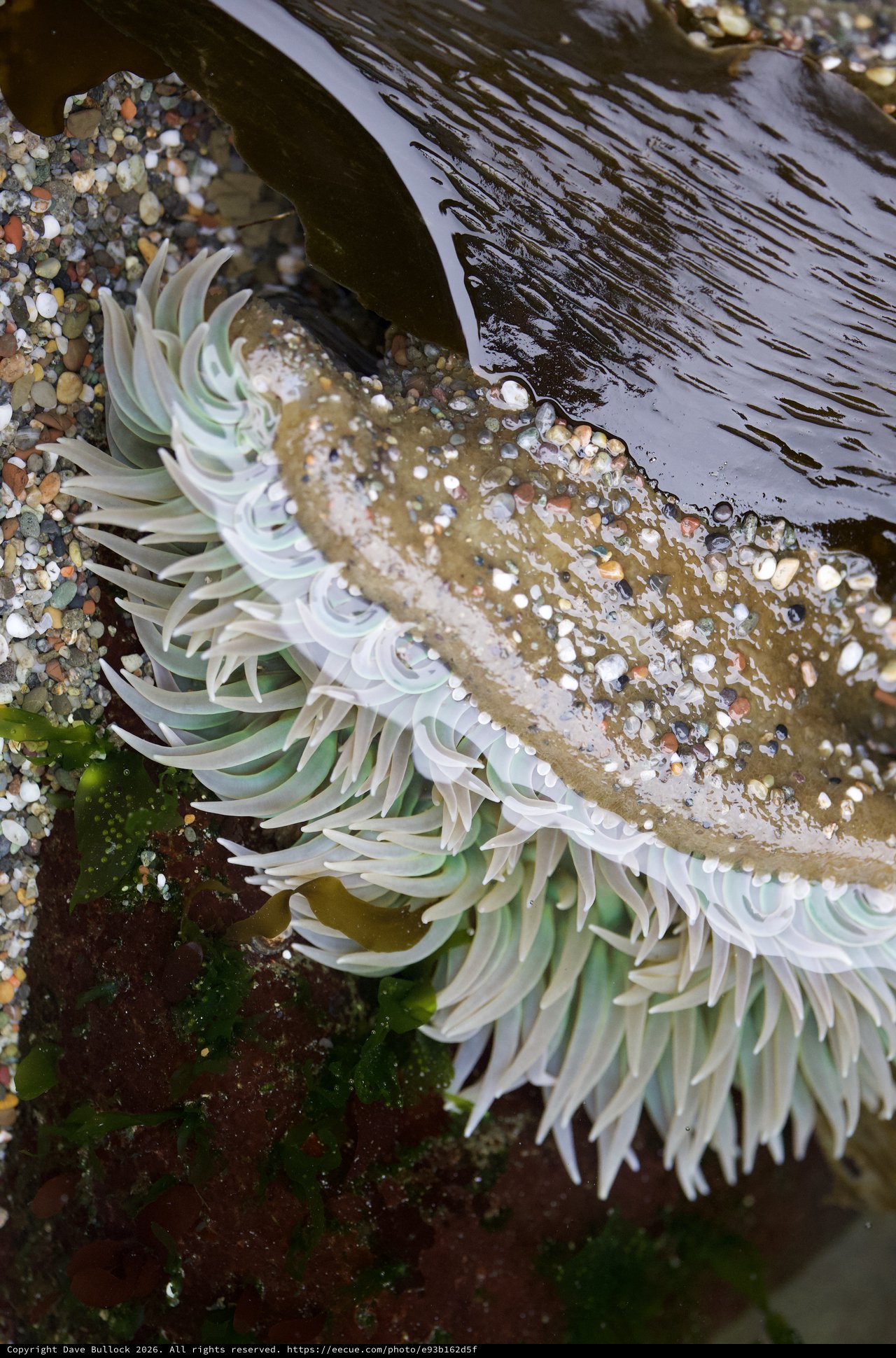 Giant Green Anemone Unfurled in Tidal Pool