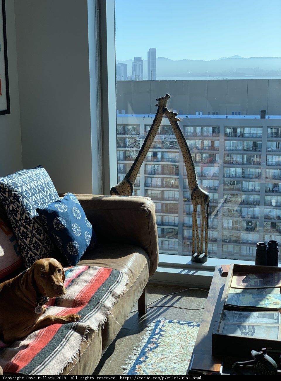 A Cozy Companion