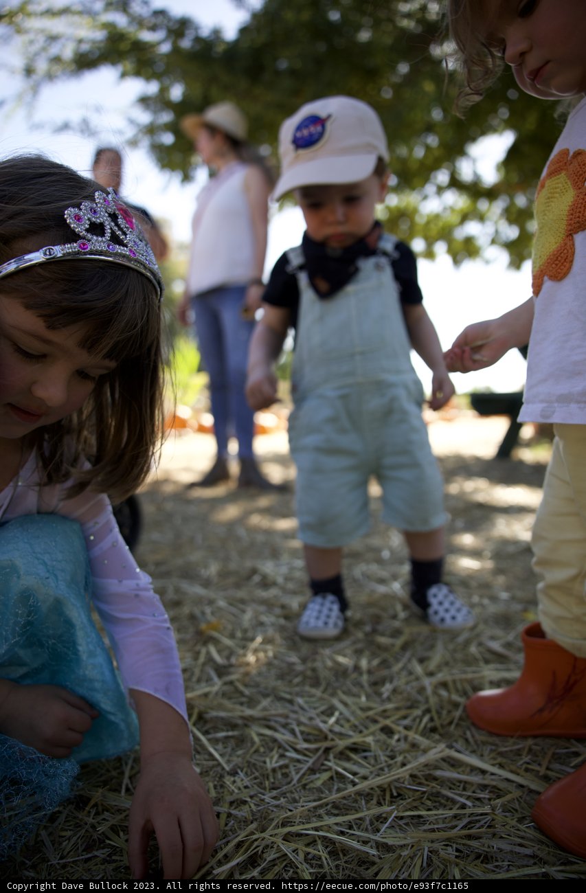 Hayday Fun with Young Metzgars at the Pumpkin Patch