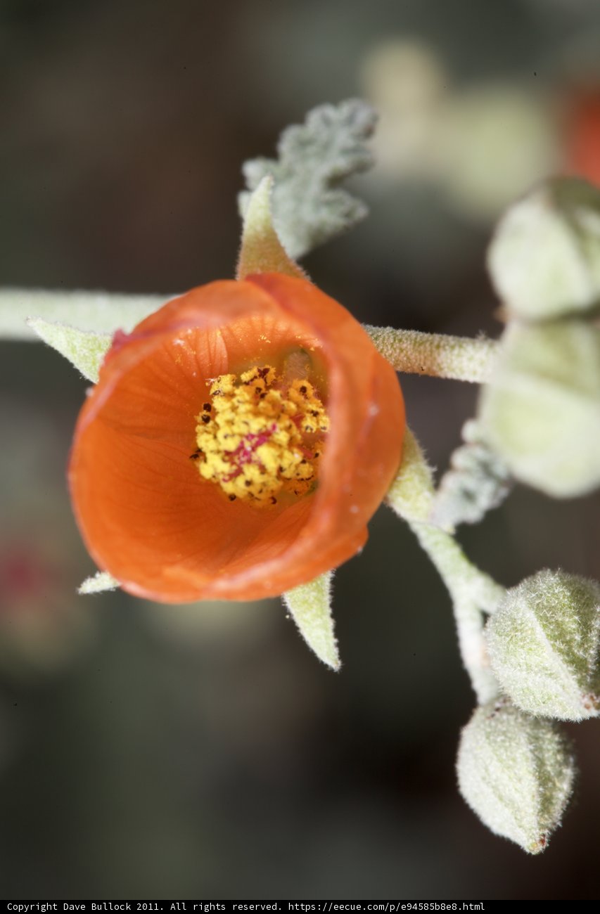 Vibrant Orange Flower with a Pop of Yellow