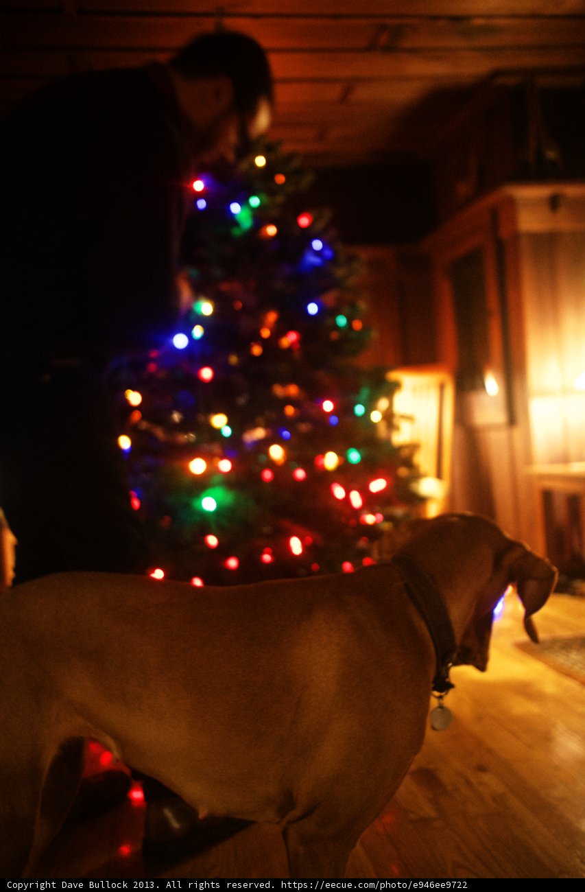 Man's Best Holiday Companion