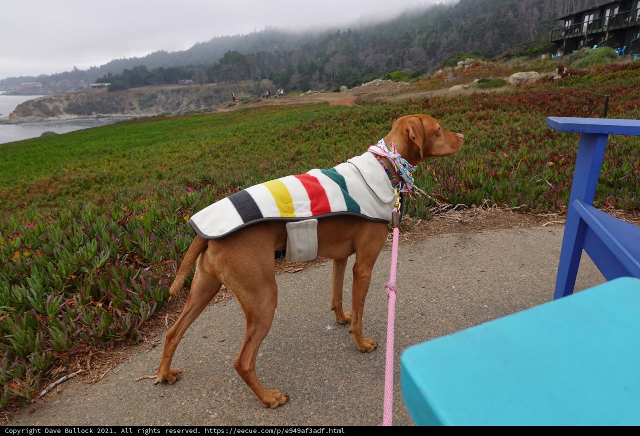 Stylish Canine Accessory