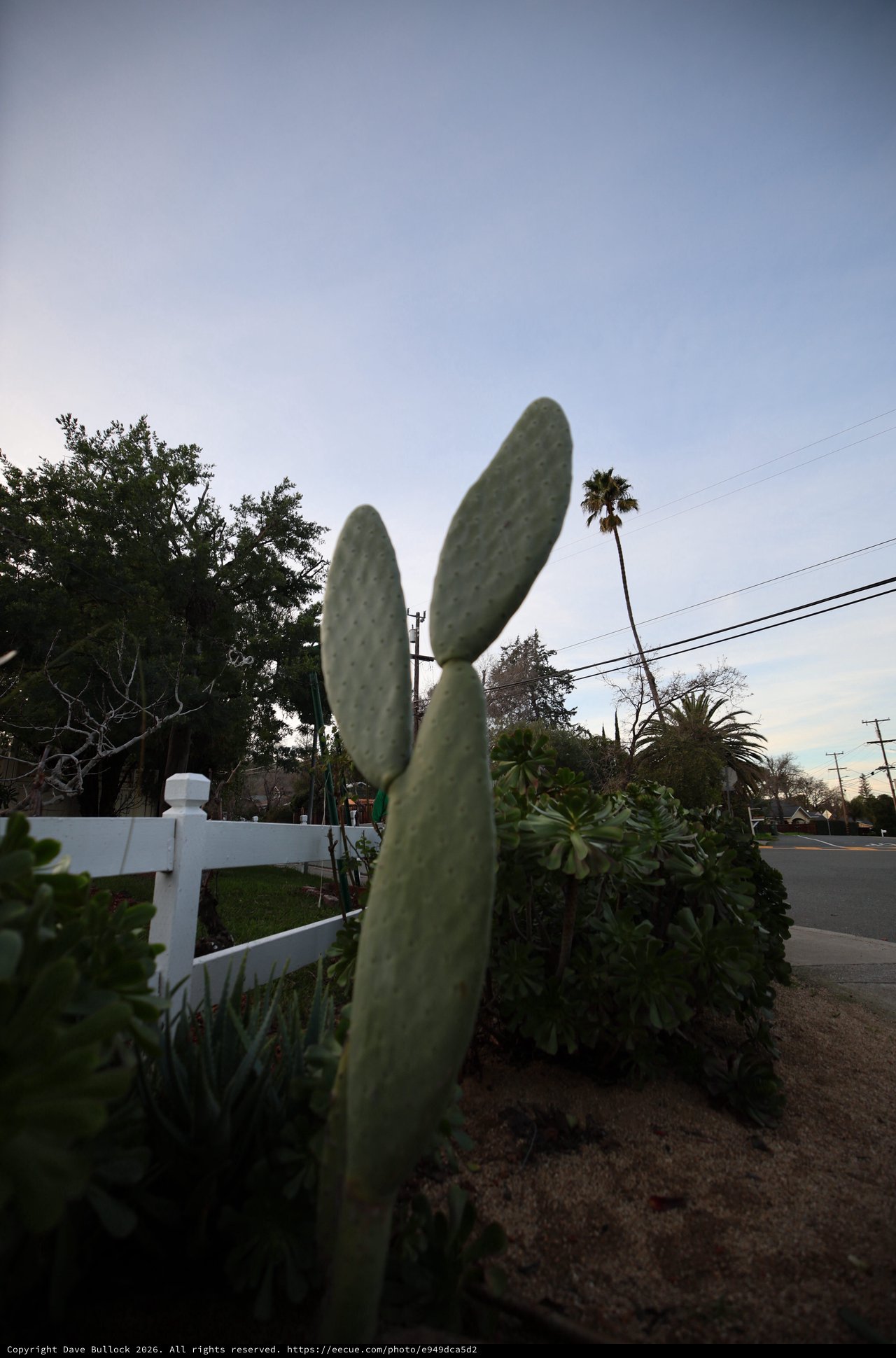 Prickly Pear Cactus at Dusk in Suburban California