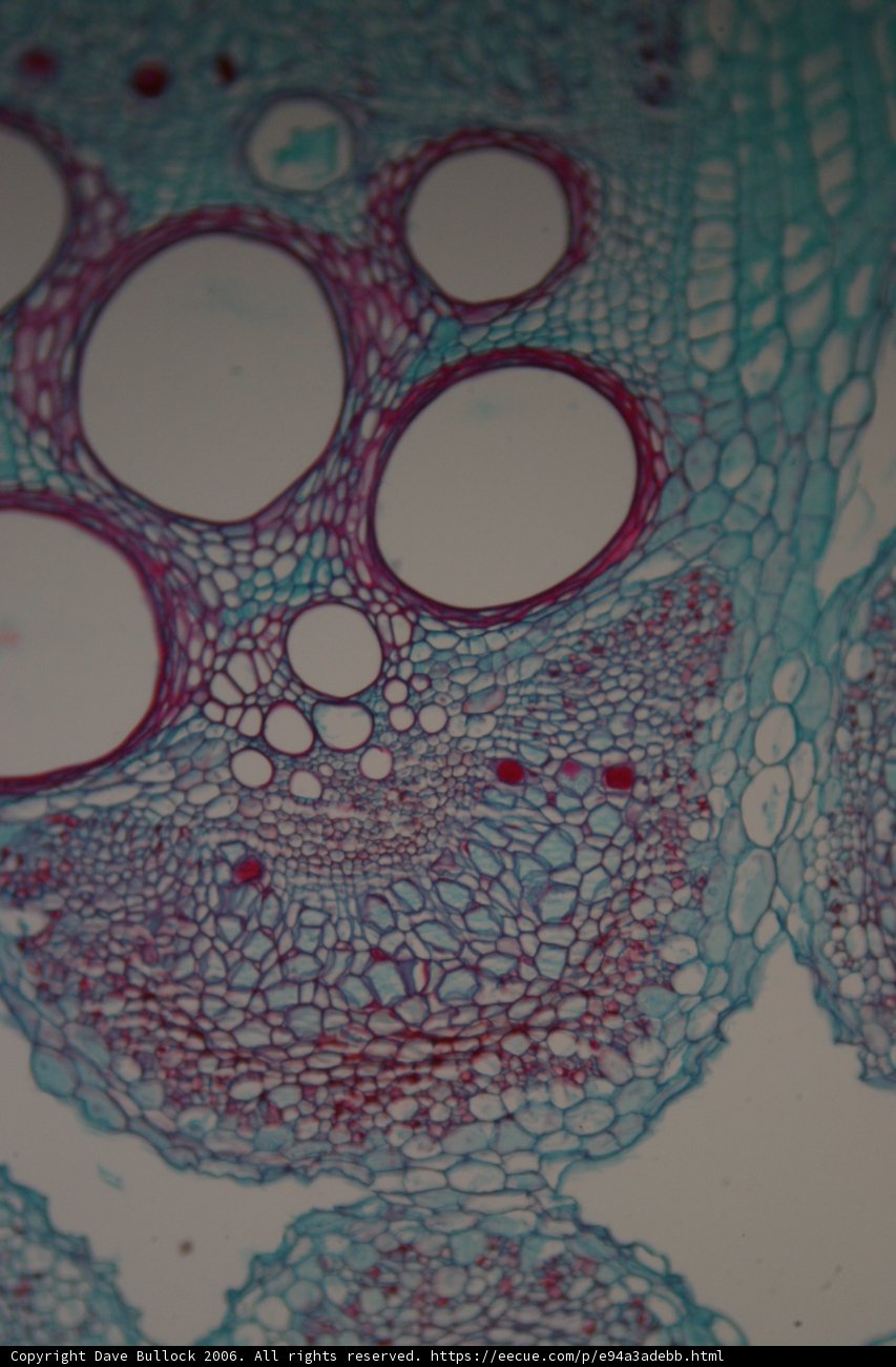The Beautiful Diversity of Plant Cells