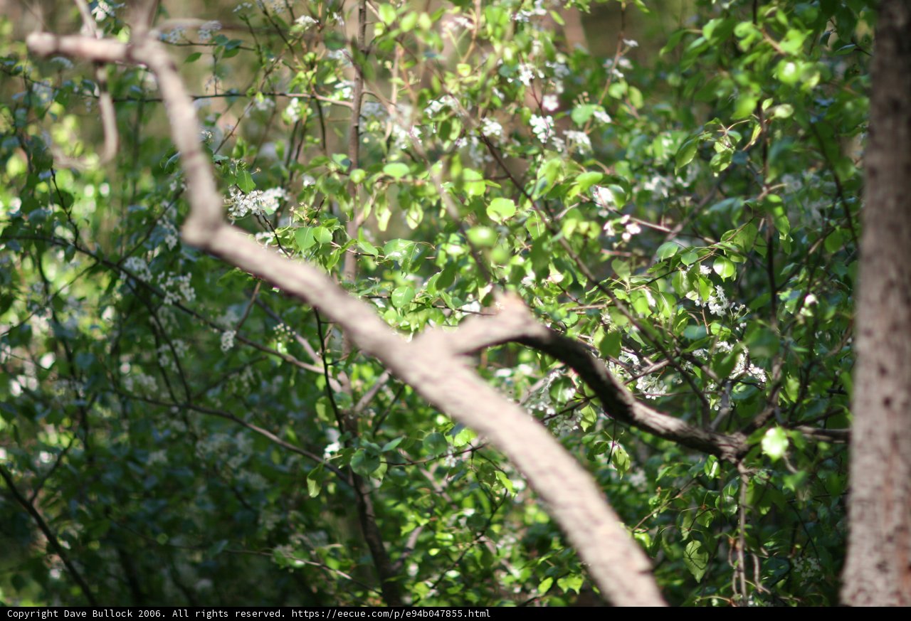 Avian Serenity Amidst Lush Foliage
