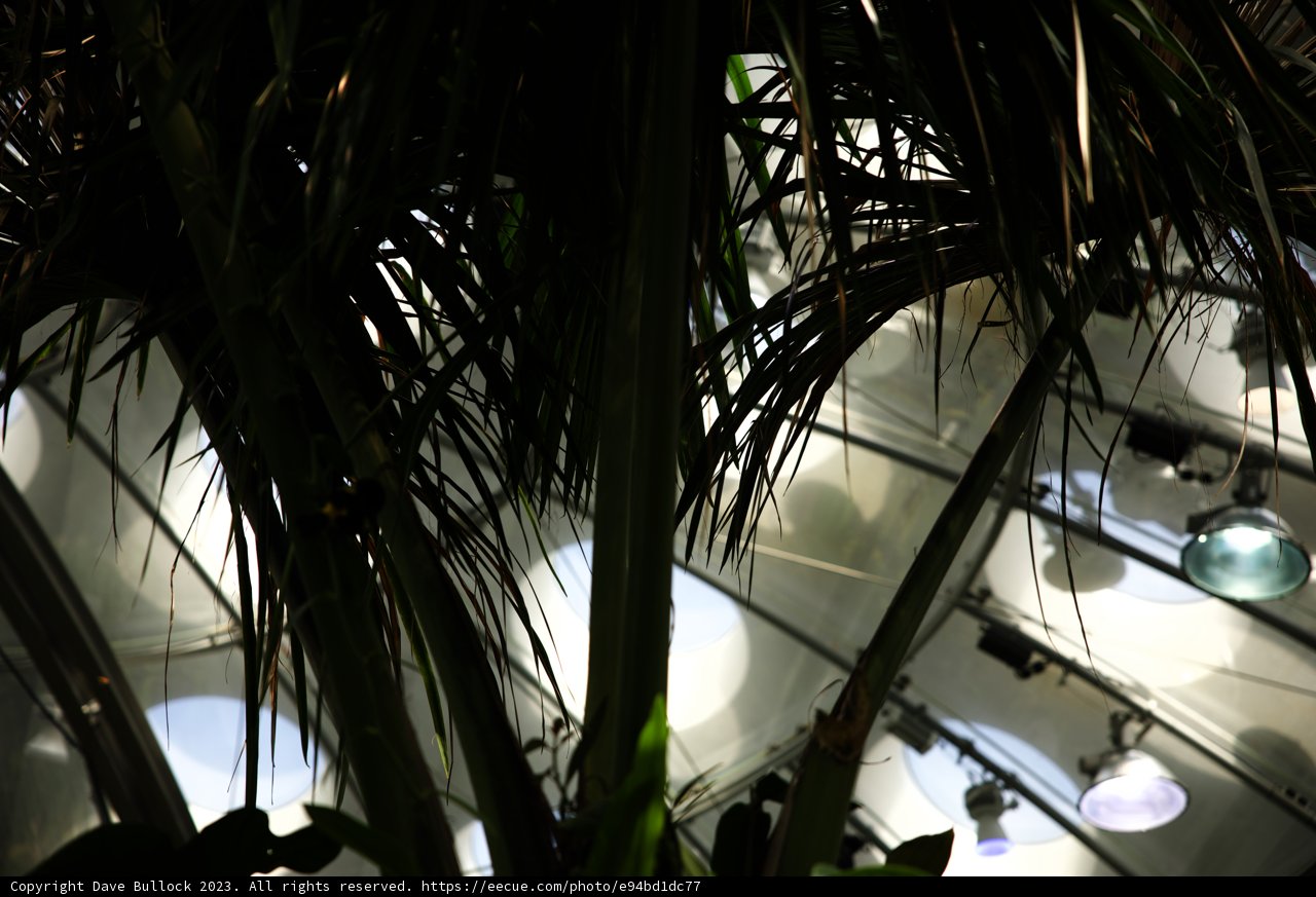Majestic Palm of the California Academy of Sciences