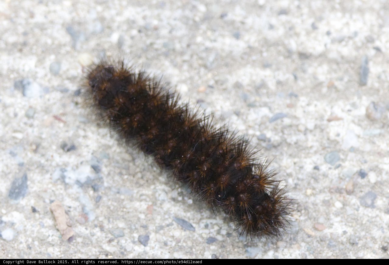 Fuzzy Traveler at Palo Corona