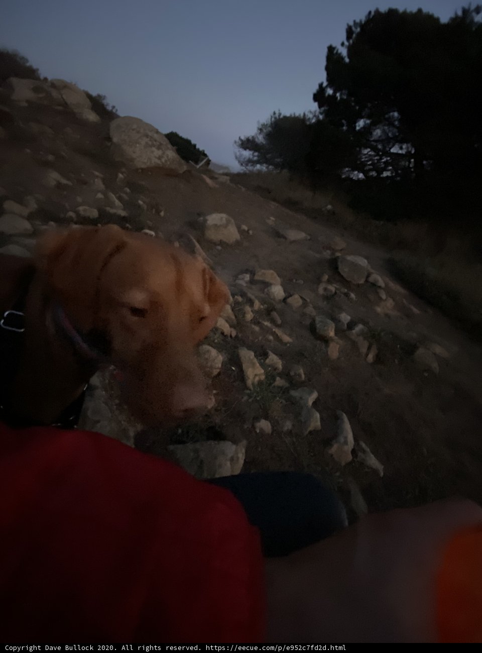 Majestic Canine overlooking Jenner