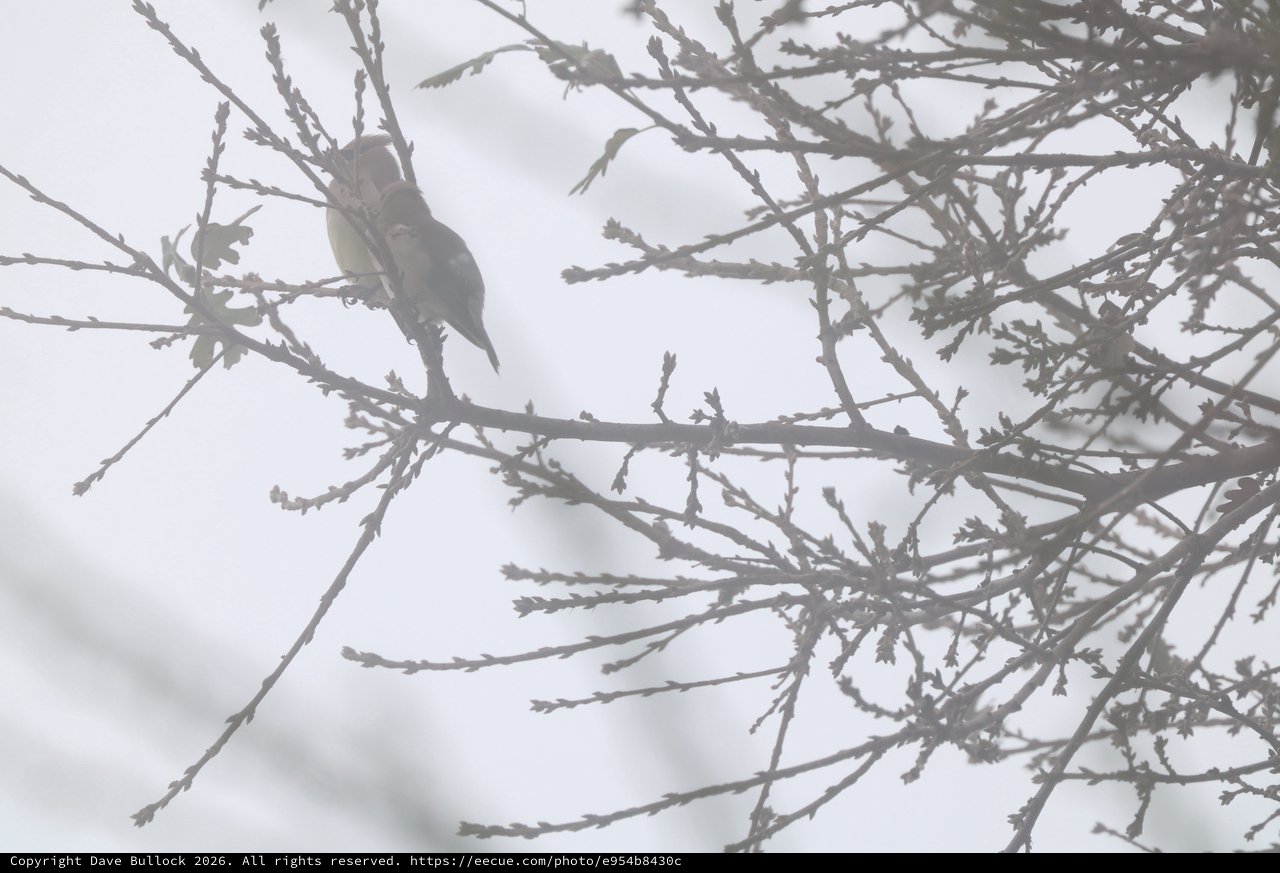 Small Bird Perched on Bare Winter Branches