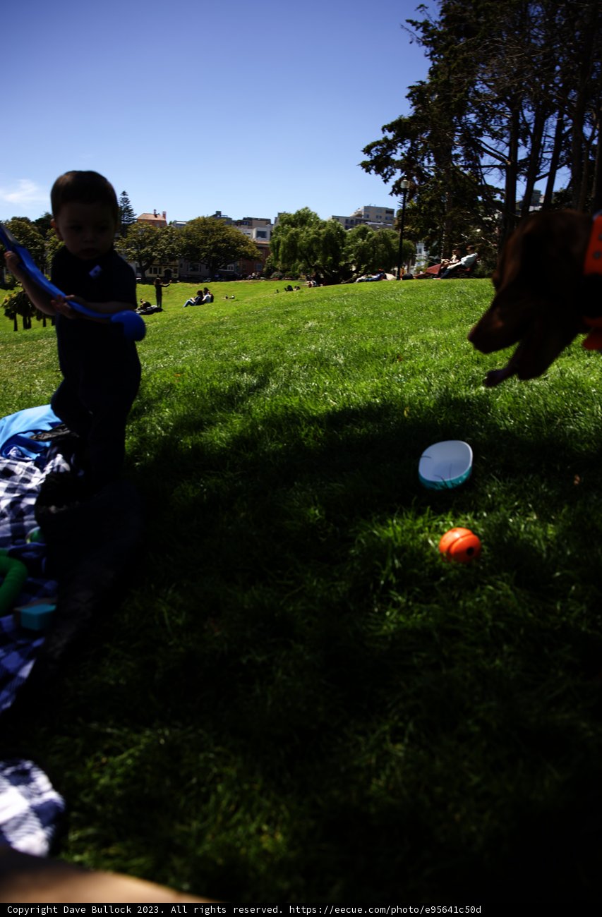 Summer Fun: A Boy, His Dog, and a Frisbee