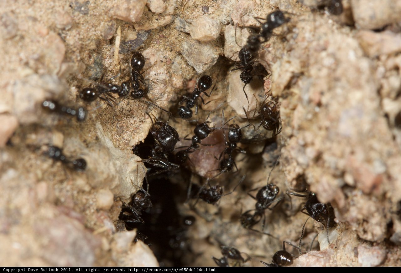 A Community of Ants