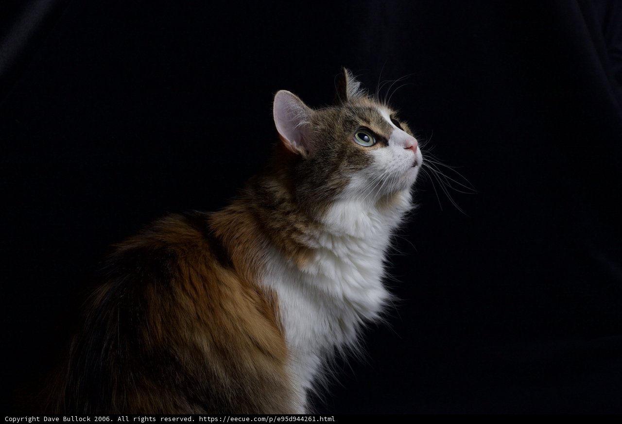 Majestic Manx