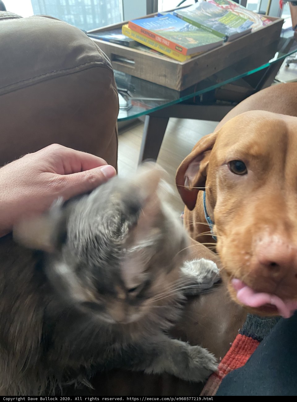 Furry Friends on the Couch