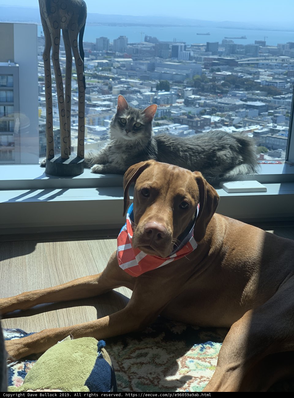 Window Pals