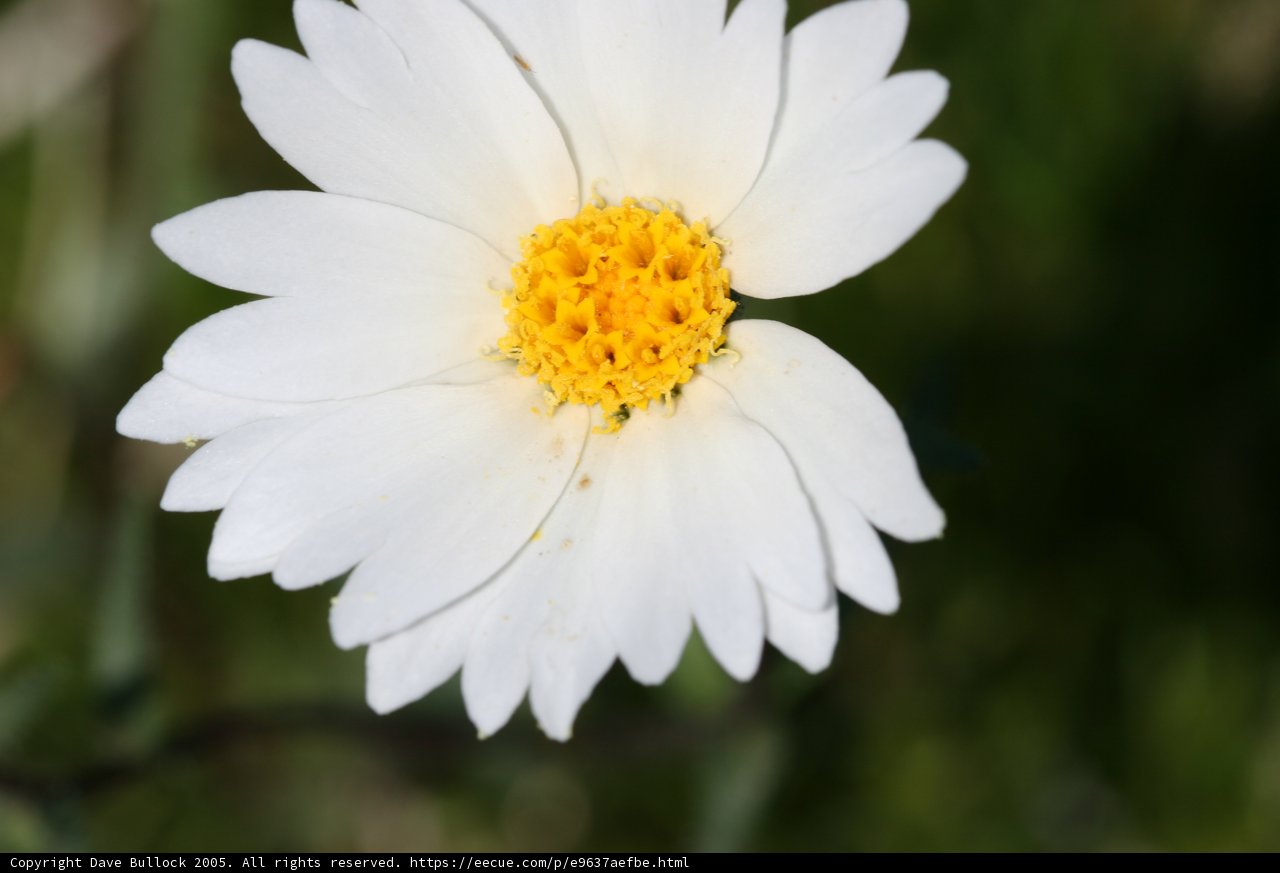 White Daisy in a Green Field