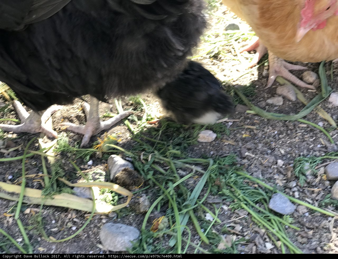 Feathered Friends