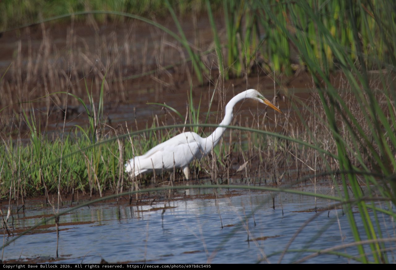 Great Egret Hunting in Shallow Wetland Waters