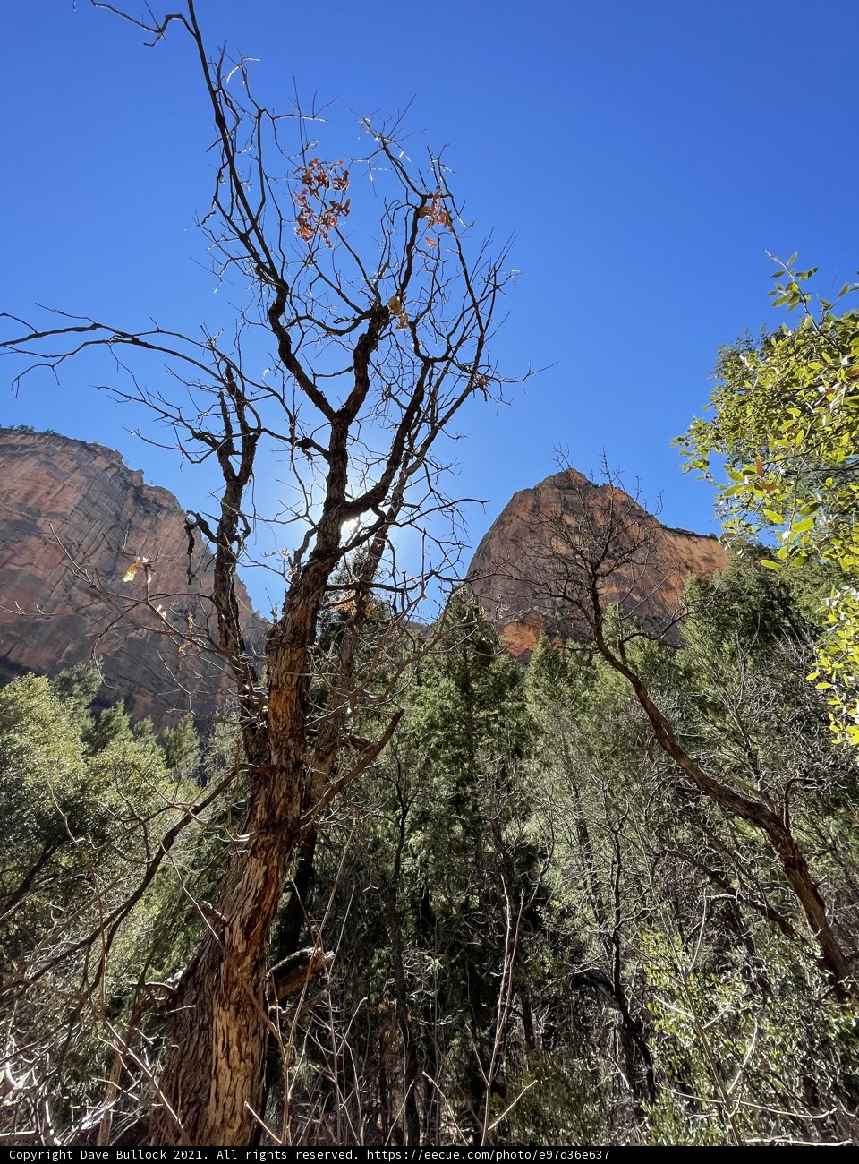 Majestic Tree Against Mountain Backdrop