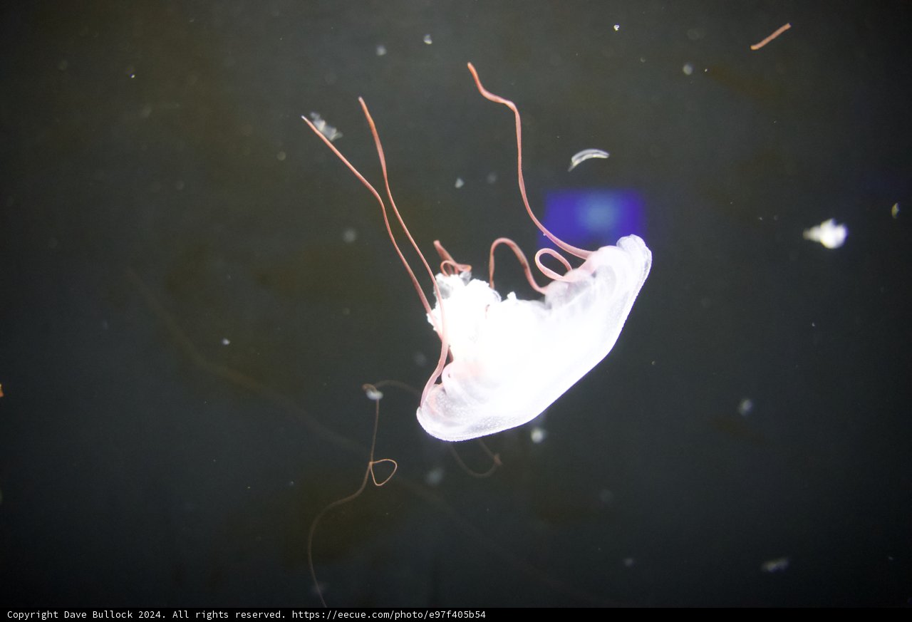 Majestic Jellyfish at Aquarium of the Bay