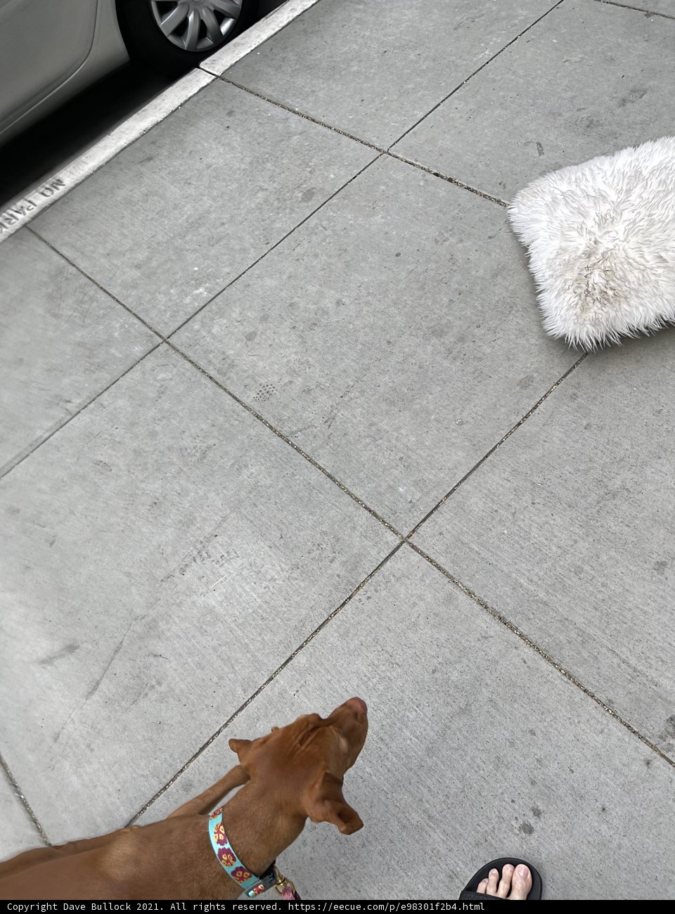 Curious Pup contemplates Decor