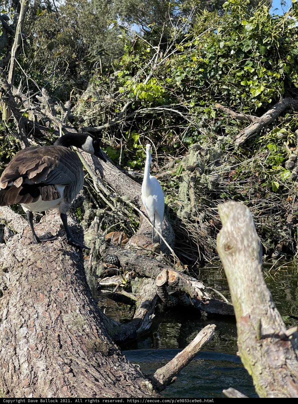 Majestic Waterfowl on Driftwood