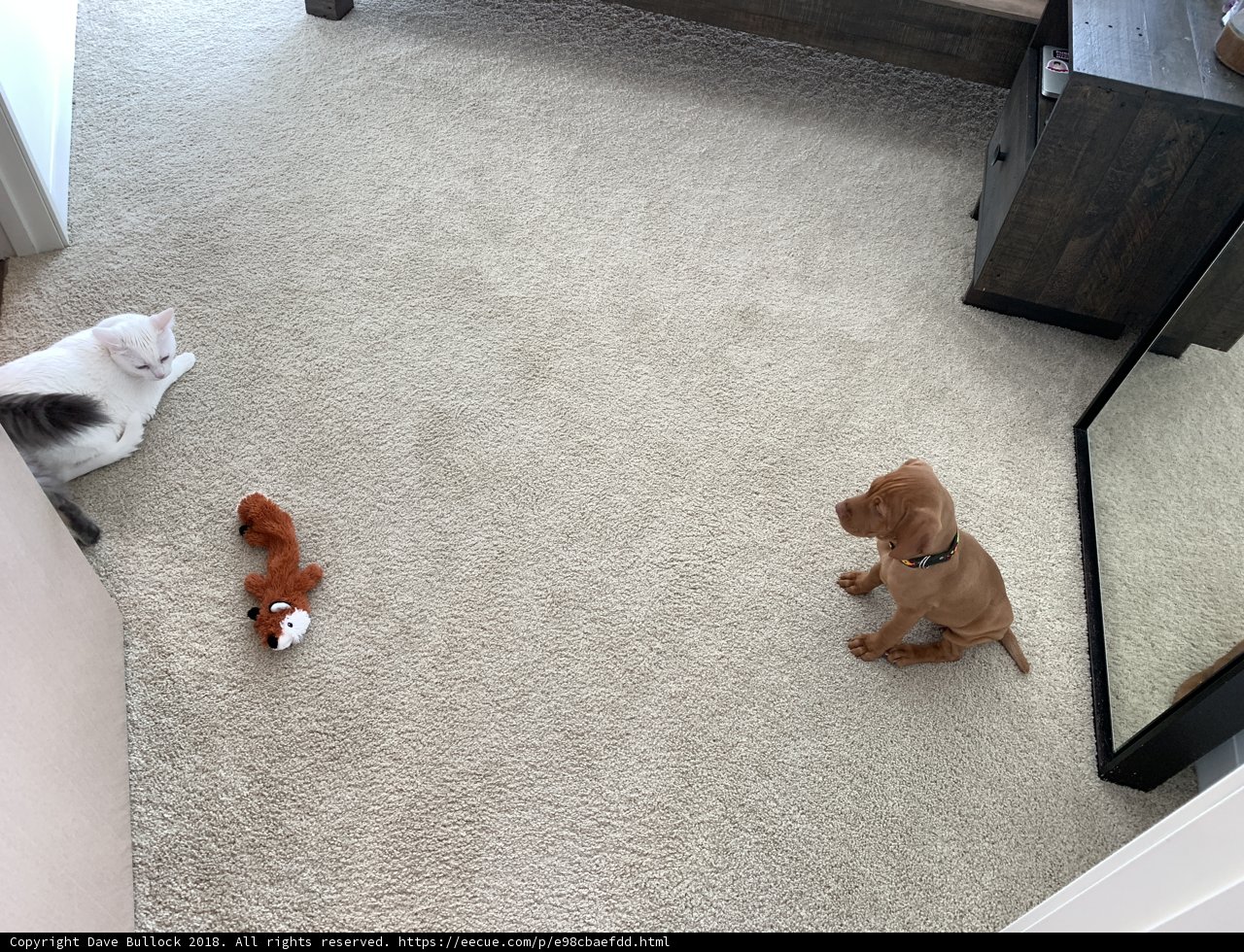 Playtime on the hardwood floor