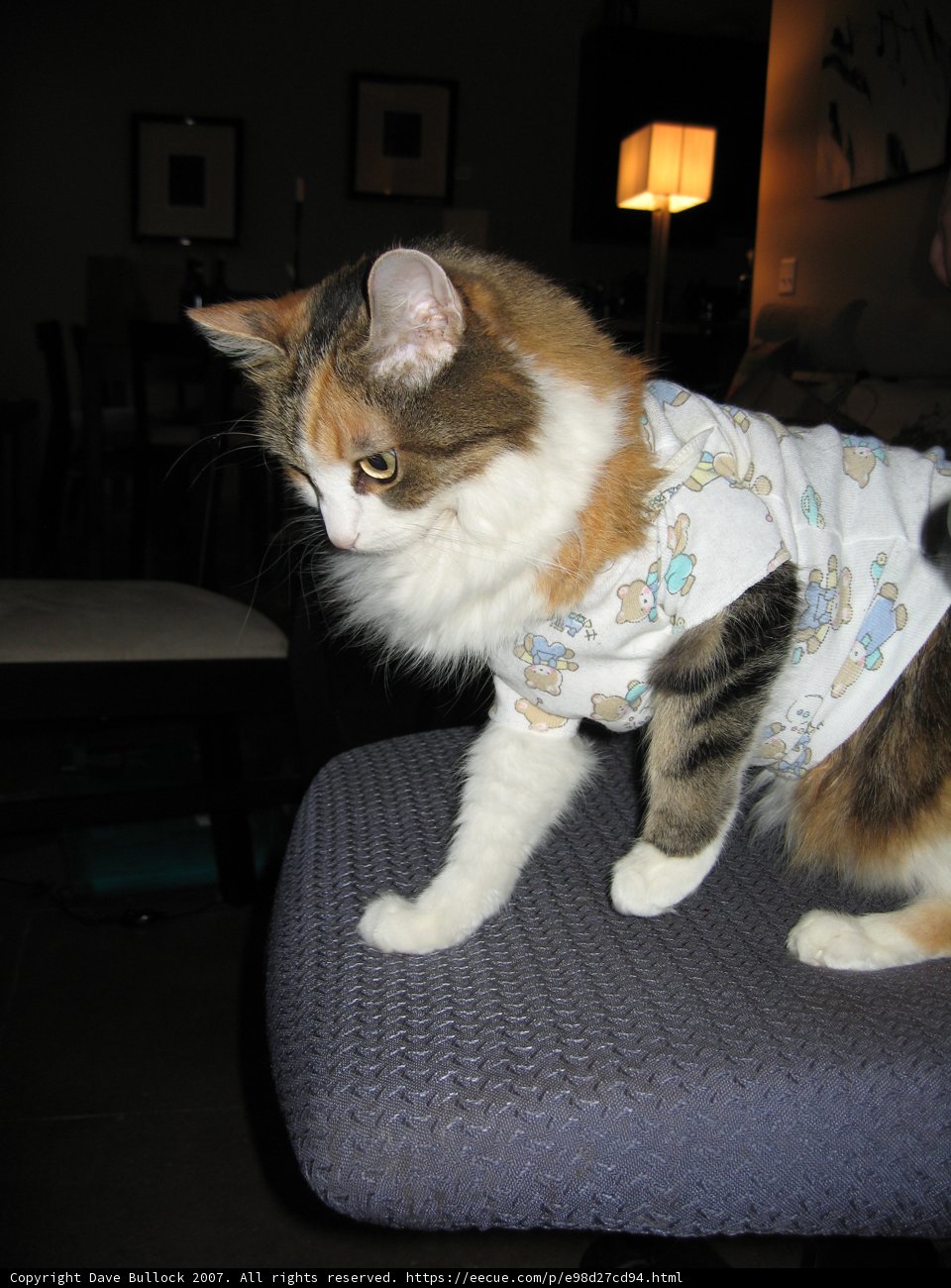 Fashionable Feline