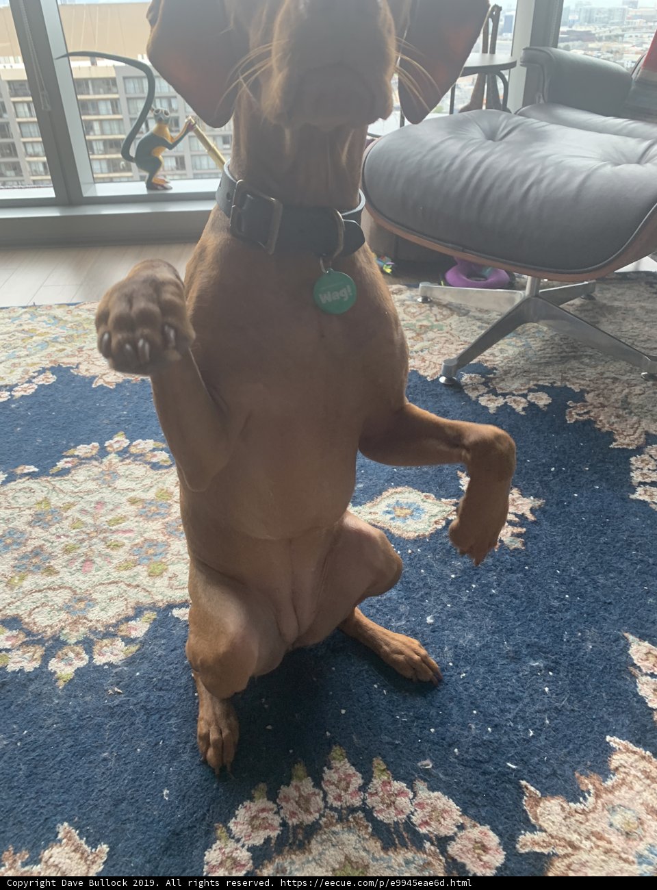 Puppy Love for Home Decor