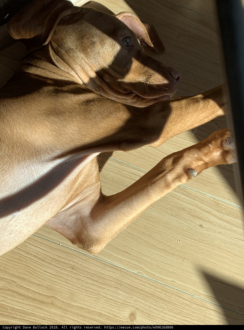 Relaxing on a Hardwood Floor