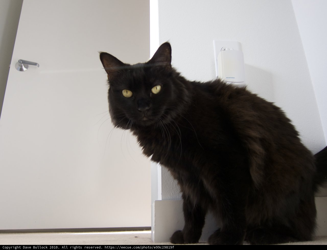 Majestic Black Cat