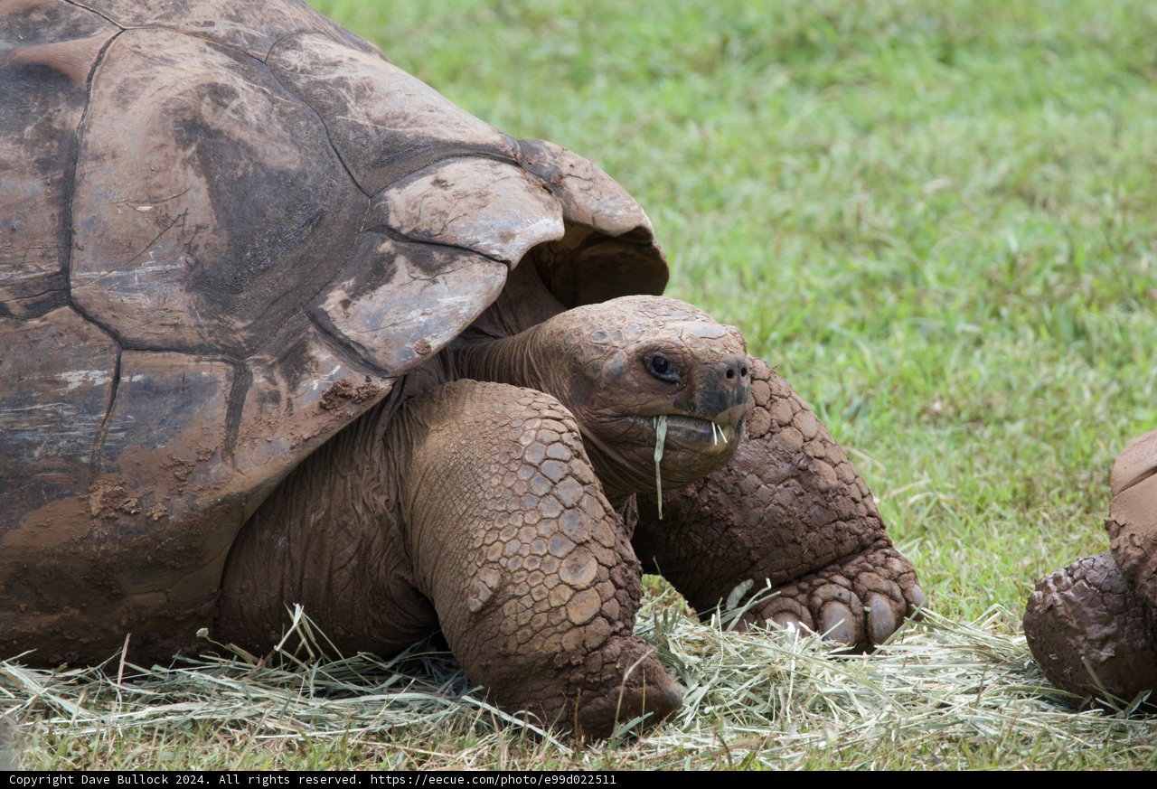 Gentle Giants at Rest