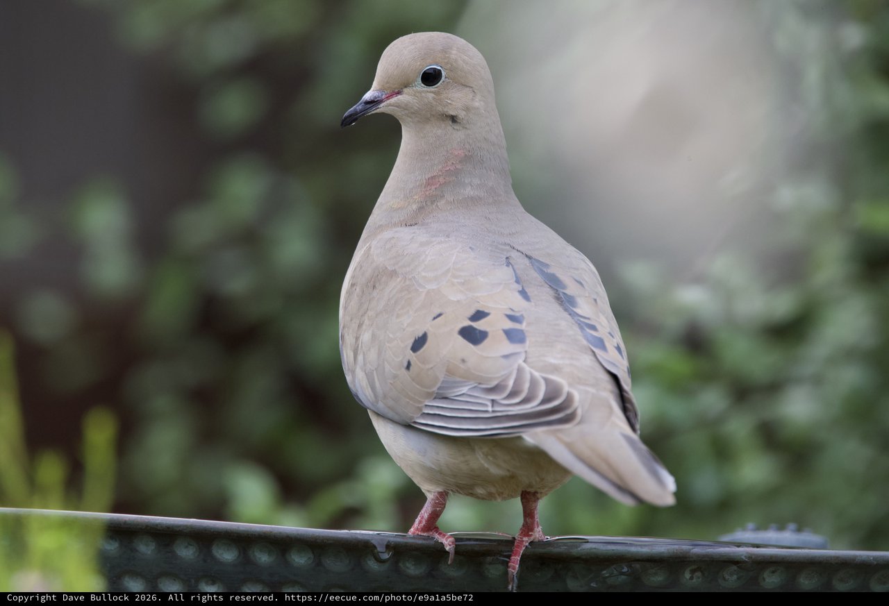 Mourning Dove Perched on Garden Rail