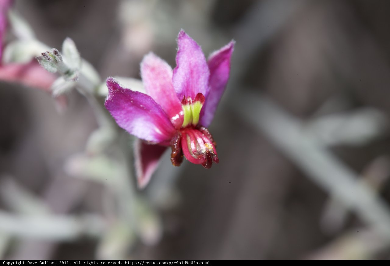 Radiant Geranium Blossom