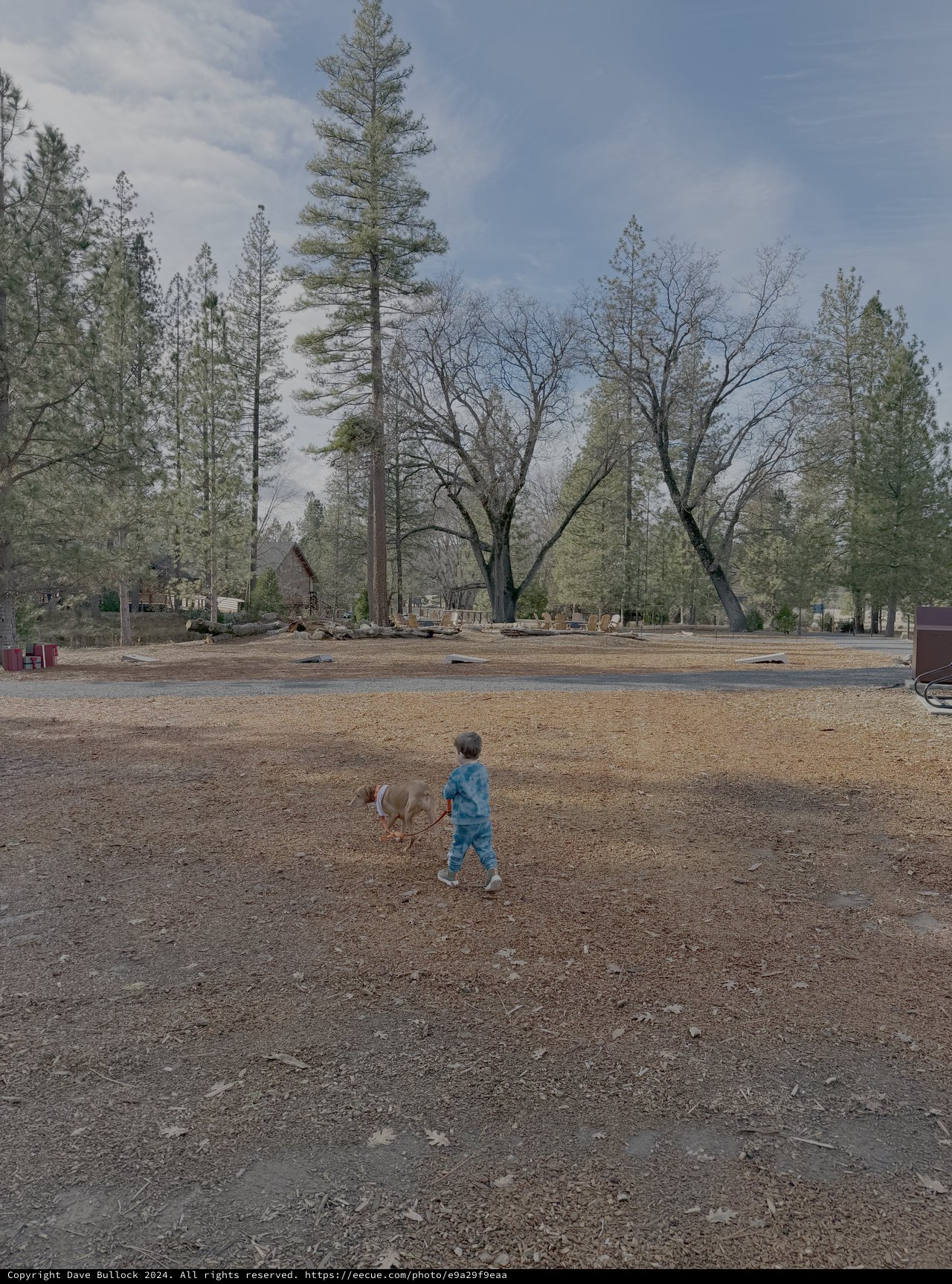 Child and Dog Playing in Cleared Field