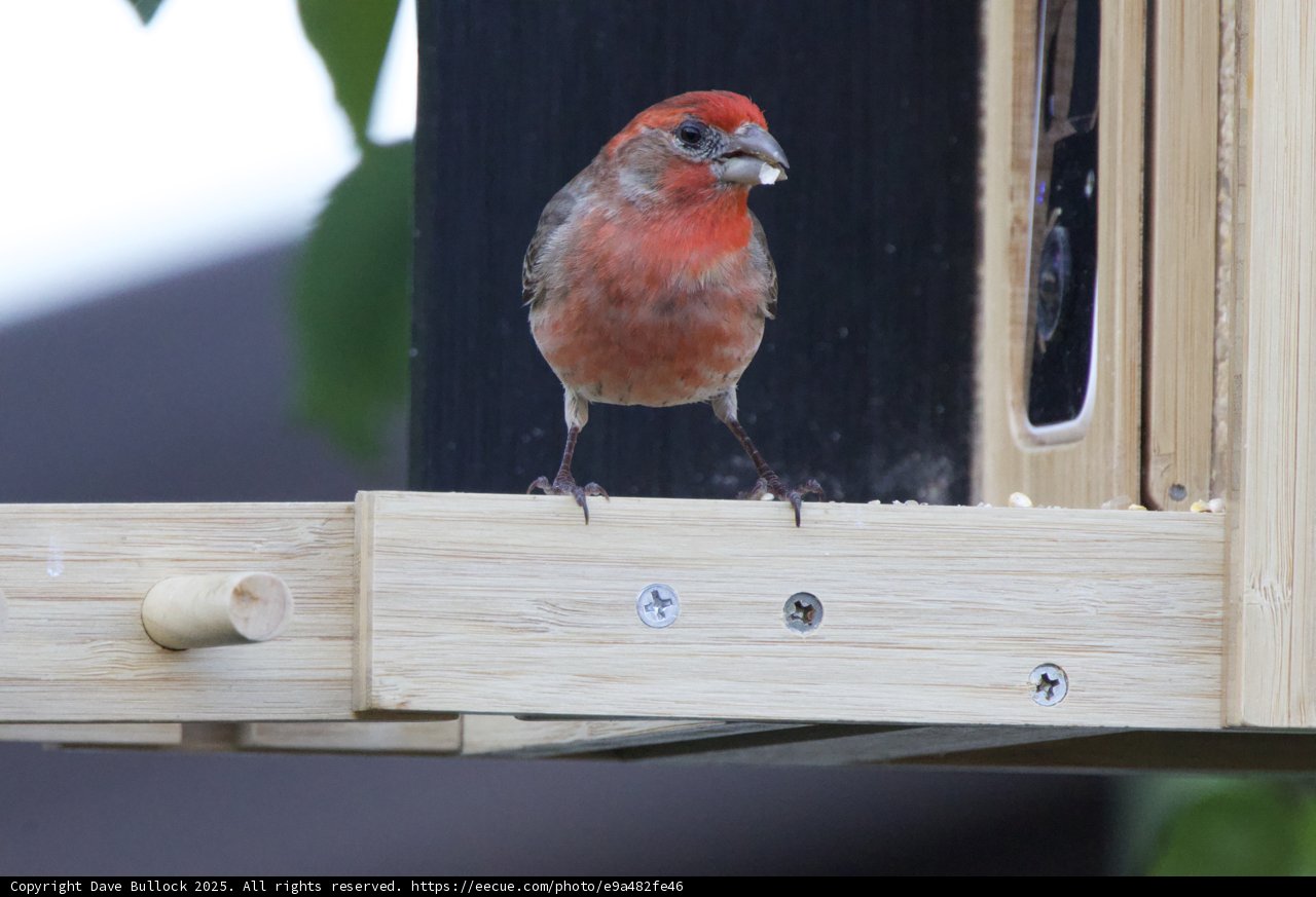 Perch and Peek