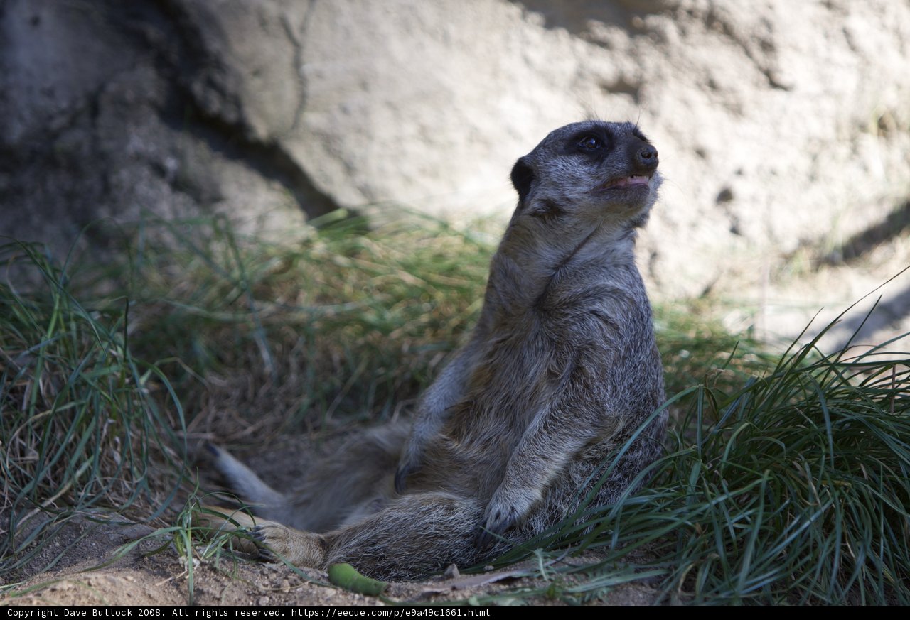Serene Meerkat