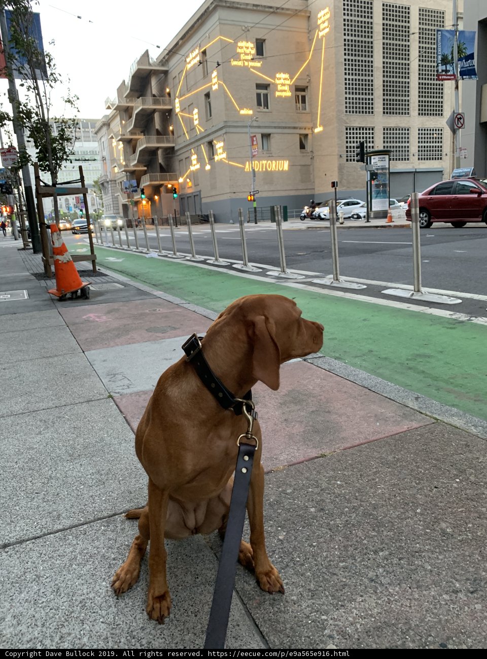 City Pup
