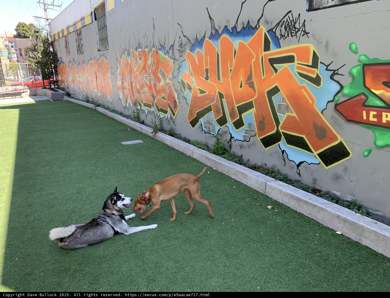Canine Playtime amidst Architectural & Graffiti Art