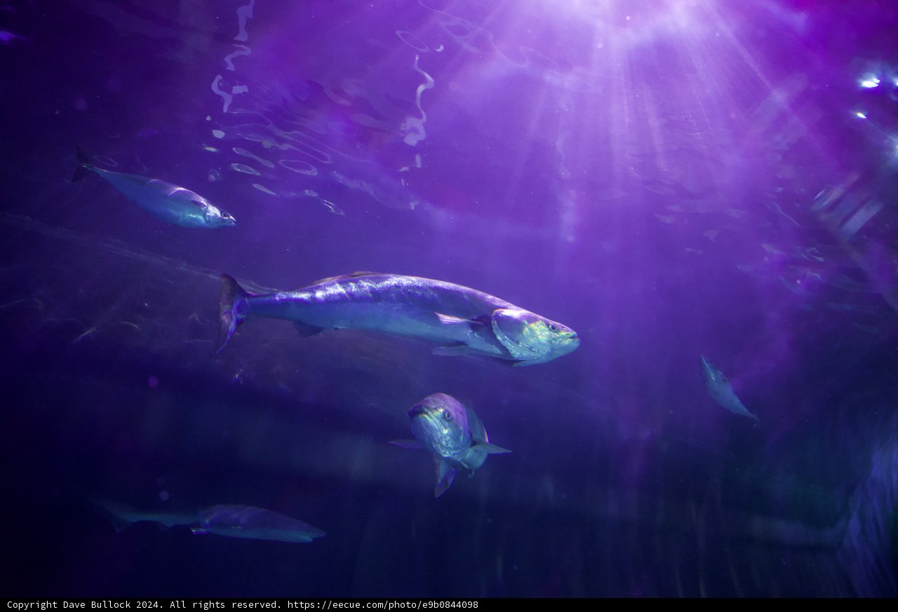 Enchanting Underwater Ballet