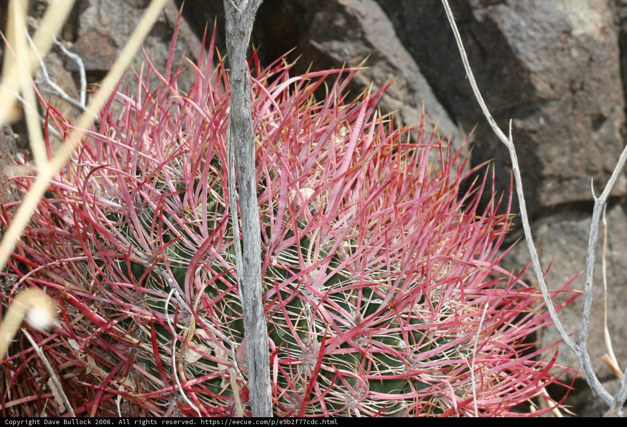 Red-Stemmed Cactus