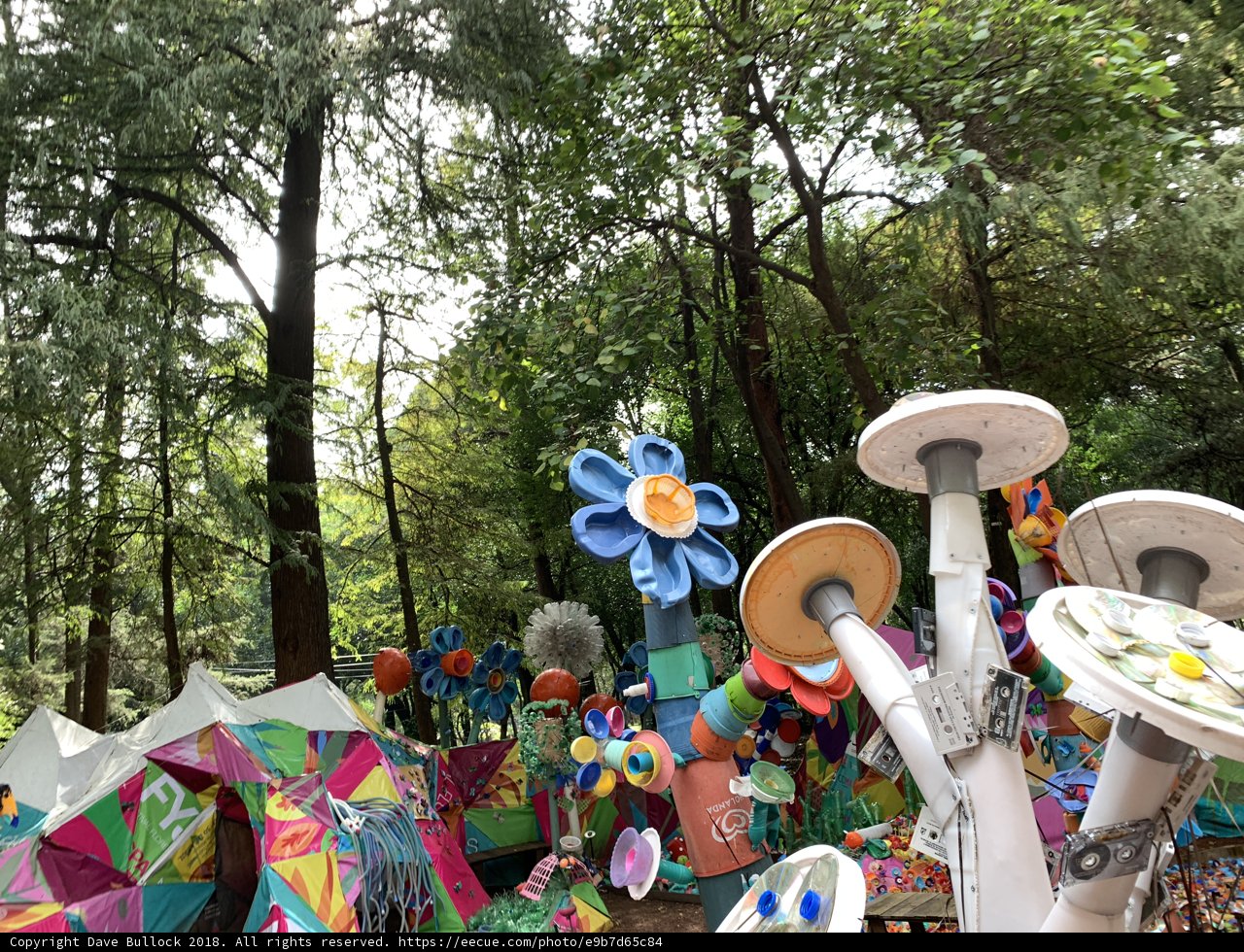 A Colorful Oasis in the Forest