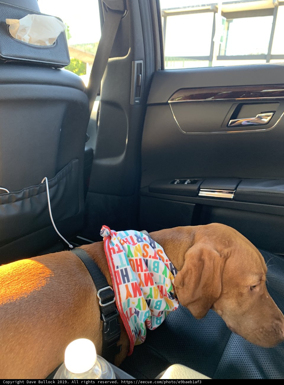 Cozy Canine in the Car