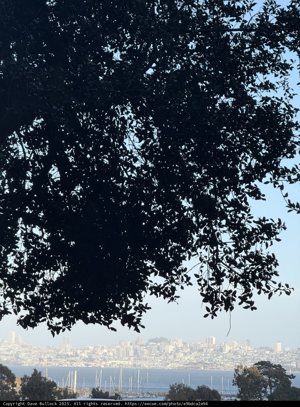 Sausalito's Natural Frame