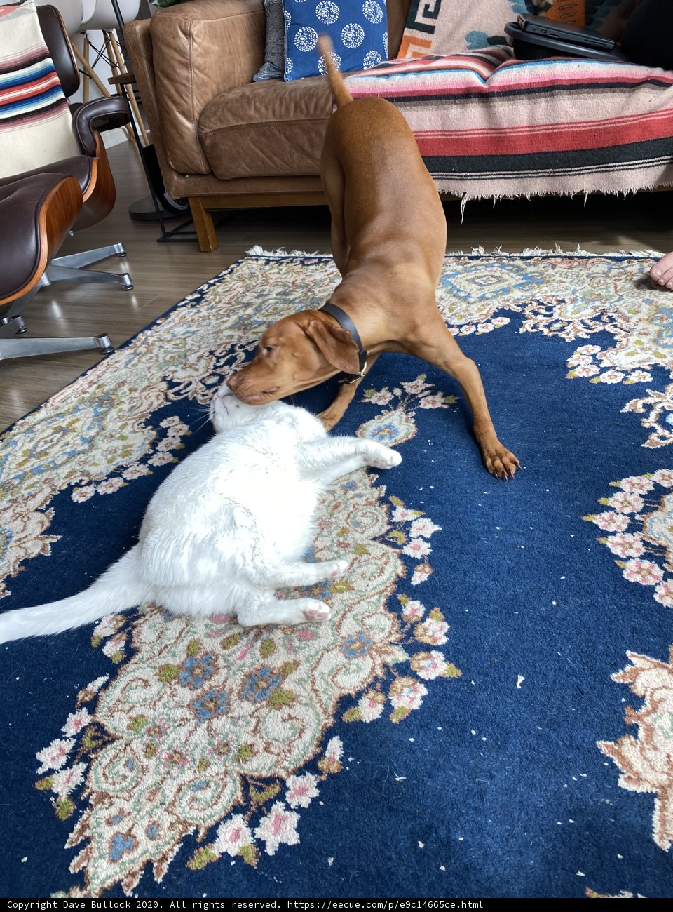 Furry Friends Rug Play