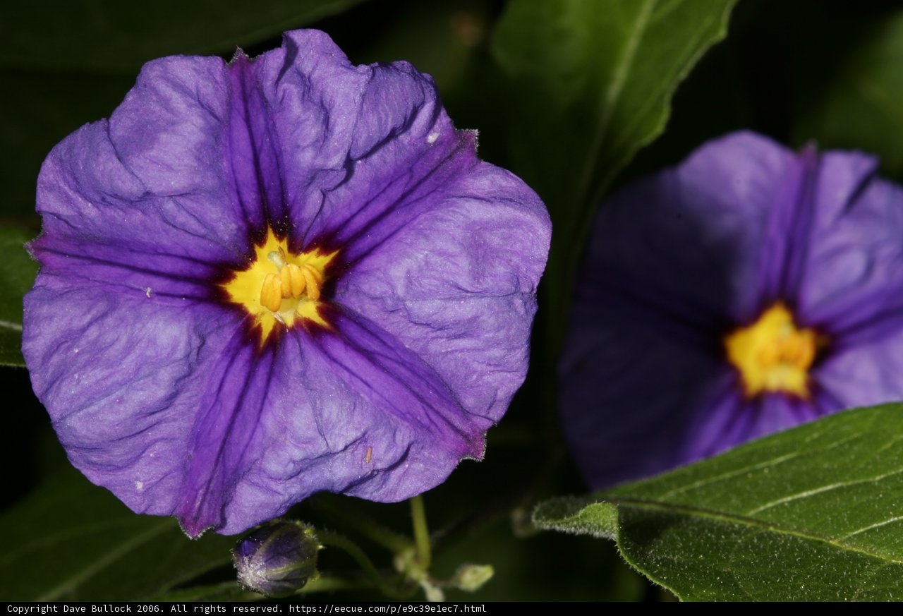 Purple Beauty