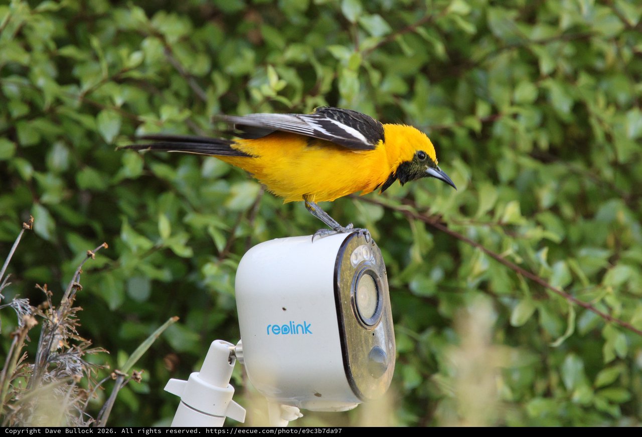 Hooded Oriole Perched on Security Camera