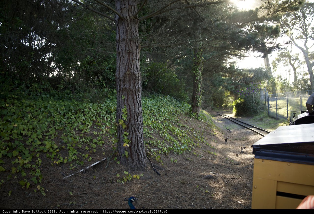 A Lyrical Journey Along the Woodland Track