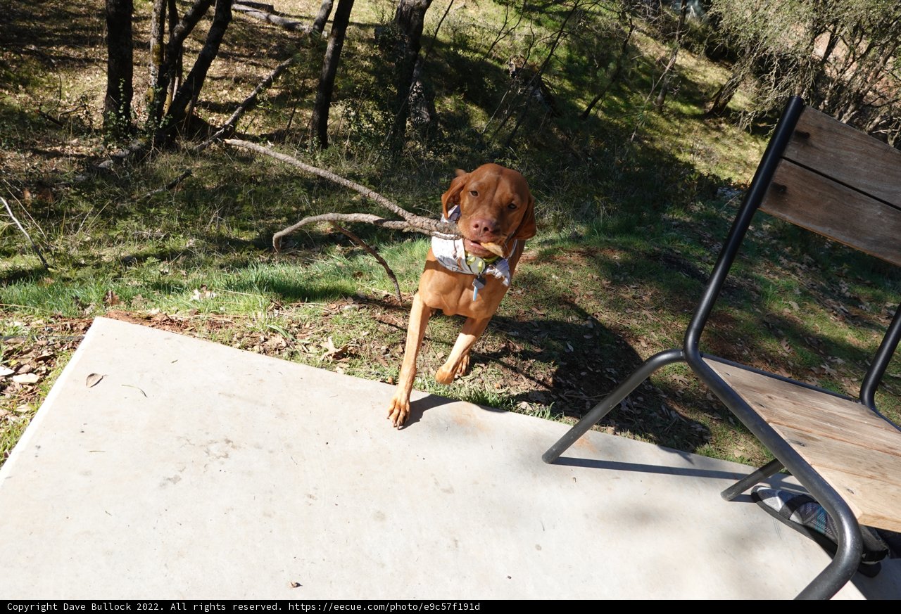 Happy Doggo with His New Stick